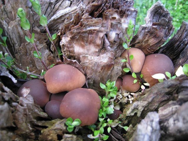 Il Risveglio dei Funghi .... in Brianza